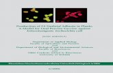 Production of F4 Fimbrial Adhesin in Plants: A Model for ...ethesis.helsinki.fi/julkaisut/bio/bioja/vk/joensuu/producti.pdf · Production of F4 Fimbrial Adhesin in Plants: a Model