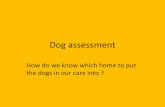 Dog assessment - Dogs Trust Home Page · Dog assessment How do we know which home to put the dogs in our care into ?