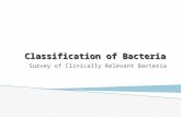[PPT]Classification of Bacteria - Austin Community … · Web viewClassification of Bacteria Survey of Clinically Relevant Bacteria Mycobacteria Gram positive and Acid Fast M. leprae