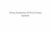 Gross anatomy of the urinary system - …€¦ · Lecture Objectives •Overview of the urinary system. •Describe the external and internal anatomical structure of the kidney. •Describe