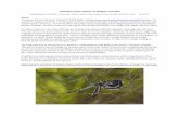 Checklist of the spiders of British Columbia - About Usibis.geog.ubc.ca/biodiversity/efauna/documents/BCspiderlistMay2014... · Checklist of the spiders of British Columbia Robb Bennett,