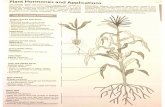 plant responses - Groby Bio Page · Transport and Effects of Auxins Auxins are phytohormones (plant growth substances) that have responses in vascular plants. Indole-3-acetic acid