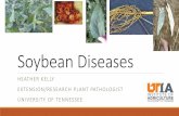 Field Crops Diseasesutcrops.com/Presentations/2018 East TN Soy Diseases.pdf · 12 counties (6 in West, 5 in Middle, and 1 in East TN) Around R3 –Septoria brown spot, Frogeye leaf