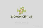 Biomimicry.net | AskNature · intersection of biology and ... Biomimicry.net | AskNature.org CARBON SEQUESTERS POLLINATORS DECOMPOSERS FILTERS EROSION CONTROL TEMPERATURE REGULATION