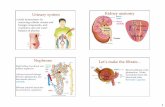 Urinary system Kidney anatomysraylman/physiology/14urinarydigestiveland.pdf · 1 Aids homeostasis by removing cellular wastes and foreign compounds, and maintains salt and water balance