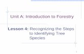 Unit A: Introduction to Forestry - ag.purdue.edu A Lesson 4 Identifying Tree... · Unit A: Introduction to Forestry Lesson 4: Recognizing the Steps to Identifying Tree Species . 2