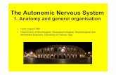 The Autonomic Nervous System - Carlo Capelli · The autonomic nervous system was described at the ... • homologous to a sympathetic ganglion ... (beta blockers) (hypertension)