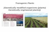 Transgenic Plants (Genetically modified organisms …barleyworld.org/sites/barleyworld.org/files/transgenics_17b.pdf · CP4 EPSPS: The gene conferring resistance to the herbicide