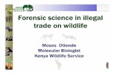 Forensic science in illegal trade on wildlife · Forensic science in illegal trade on wildlife Moses Otiende Molecular Biologist Kenya Wildlife Service. ... – Chemical/Morphometric