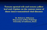 Spotted Wilt & Tomato Yellow Leaf Curl Viruses · Tomato spotted wilt and tomato yellow leaf curl: Update on the current status of these insect-transmitted viral diseases Dr. Robert