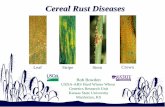 Cereal Rust Diseases - Plant Management Network€¦ · Cereal Rust Diseases Bob Bowden USDA-ARS Hard Winter Wheat Genetics Research Unit Kansas State University ... The Puccinia