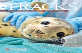Magazine of the Virginia-Maryland College of Veterinary Medicine · 2015-06-10 · Magazine of the Virginia-Maryland College of Veterinary Medicine Spring/Summer 2015 Dr. Claire Simeone:
