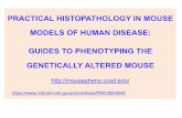 PRACTICAL HISTOPATHOLOGY IN MOUSE MODELS OF HUMAN …mousepheno.ucsd.edu/pdfs/1mousepheno_intro.pdf · PRACTICAL HISTOPATHOLOGY IN MOUSE MODELS OF HUMAN DISEASE: ... Consultation