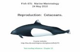 Reproduction: Cetaceans. - faculty.washington.edufaculty.washington.edu/glennvb/fish475/Lecture file 24 May 2010.pdf · Reproduction in marine otters. 14. Marine otters: Poorly known: