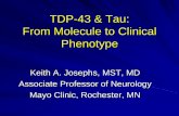 TDP-43 & Tau: From Molecule to Clinical Phenotype · From Molecule to Clinical Phenotype Keith A. Josephs, ... superficial cortical lamina of the frontal and ... sometimes accompanied