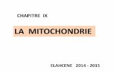 LA MITOCHONDRIE - dekarcytologie.weebly.comdekarcytologie.weebly.com/uploads/4/1/7/0/41704721/la_mitochondrie.… · cellules rénales) les mitochondries ici sont longues et nombreuses,
