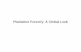 Plantation Forestry: A Global Look - University of Kentuckyjmlhot2/courses/for350/FOR 350 2014 Plantation... · • Natural Stand: 42 tons per acre • Intensively Managed Plantation: