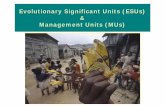 Evolutionary Significant Units (ESUs) Management … · Evolutionary Significant Units (ESUs) genetically differentiated populations that have a high priority for separate management