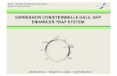 EXPRESSION CONDITIONNELLE GAL4- GFP …mastervrv.free.fr/S2/TBCV/Diaporamas/JGBLGCS.pdf · 3 DÉFINITIONS Enhancer trap system Séquence cis‐régulatrice d'un gène, qui déﬁnit