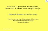 Brassica C-genome Chromosomes, Molecular markers and ... C-genome Chromoso… · Brassica C-genome Chromosomes, Molecular markers and Linkage Groups ... 6 348 68 1 10 21 7 80 63 ...
