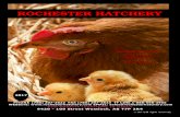 ROCHESTER HATCHERY · 3 IMPORTANT KEYS TO BIOSECURITY ON YOUR FARM 1. Purchase your chicks from federally registered hatcheries. 2. Have a clean and disinfected facility.