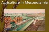 Agriculture in Mesopotamia - Chez M. Loganchezlogan.weebly.com/uploads/1/5/9/6/15968700/... · 1. Fields with fertile soil •You can’tgrow plants in any dirt •The dirt must be