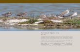 Animal Species - greeningaustralia.org.au · Birds The following section features native birds commonly found in the ... DIET: Aquatic insects, crustaceans, snails, shellfish, fish