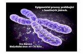 Epigenetické procesy probíhající v bun ěč ných … · Epigenetické procesy probíhající v bun ěčných jádrech. ... H3a H4 (délka 16-44 aminokyselin nejsou sou částí