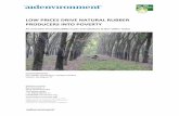 LOW PRICES DRIVE NATURAL RUBBER PRODUCERS INTO POVERTY · LOW PRICES DRIVE NATURAL RUBBER PRODUCERS INTO POVERTY An overview of sustainability issues and solutions in the rubber sector