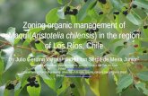 Zoning organic management of Maquí(Aristotelia …wiki.awf.forst.uni-goettingen.de/wiki/images/1/10/Vegas&serpa.pdf · Introduction General features - Maqui (Aristotelia chilensis