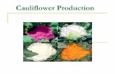 Cauliflower Production - afghanag.ucdavis.edu · loam, sandy loam, and silt loam are ... Organism: Club root ... Idea-New; horticultural; afghanistan; educational material; powerpoint;