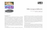 14 - Defense Technical Information Centerdtic.mil/dtic/tr/fulltext/u2/a547526.pdf · 14 Introduction Definition Microsporidiosis is infection by eukaryotic unicellular ... veloping
