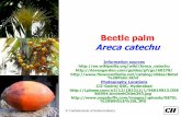 Beetle palm Areca catechu€¦ · the combination of areca nut and the betel leaf is ideal to the point that they are practically inseparable, like an idealized married couple Mythology
