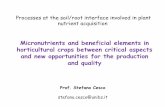Micronutrients and beneficial elements in horticultural ...· horticultural crops between critical