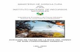 MINISTERIO DE AGRICULTURA INSTITUTO ... - … · AVIFAUNA DE TACNA EN LA RUTA DEL CENSO DE SURI Pterocnemia pennata Birds of Tacna on the way to the Pterocnemia pennata census Letty