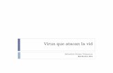 Virus que atacan la vid - inv.gov.ar · Se ha identificado en algunos clones la presencia de GLRaV- 2,, o cua o se t aduce e e lo cual no se traduce en el viñedoedo a cés de gu