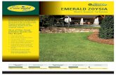 Warm-Season Turfgrass - Super-Sod · Emerald Zoysia. Super-Sod Emerald is the true Emerald Zoysia produced with planting stock from the original release. One of the most pristine