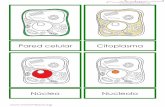 Pared celular Citoplasma - … · componente más grande de ésta. Estructura situada dentro del núcleo celular que interviene en la formación de los ribosomas. El núcleo celular