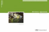 Green Iguana Risk Assessment - Department of … · Iguana iguana (green iguana or common iguana) is a large lizard native to an extensive area of tropical America. Its diet includes