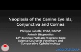 Neoplasia of the Canine Eyelids, Conjunctiva and Cornea · Neoplasia of the Canine Eyelids, Conjunctiva and Cornea Philippe Labelle, DVM, DACVP Antech Diagnostics. 12 th Biannual
