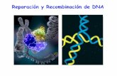 Reparación y Recombinación de DNA · Alteraciones en el ADN Depurinaciones por ácido, calor, glicosilasas Alquilación, radiación ionizante, radicales libres Agentes intercalantes,