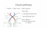 Visual pathway - gmch.gov.in lectures/Anatomy/Visual pathway.pdf · Visual feld & retinal quadrent-Head & eye are maintained in a fixed posture • One eye is closed • Area seen