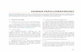Human PaPillomaviruses · 2018-06-28 · Human PaPillomaviruses Human papillomaviruses were considered by a previous IARC Working Group in 2005 ( IARC, 2007). Since that time, new