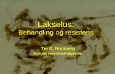 The salmon louse problem and salmon louse research … 1979: Diklorvos (Nuvan, ... 1000 1500 2000 2500 3000 3500 n Salmonids treated for salmon lice Production of salmonids. ... EC50