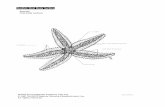 Starfish: Oral Body Surface - windward.hawaii.edu 172 Lab/Lab10... · Starfish: Dorsal (Aboral) View With Arms In Various Stages of Dissection. Title: Lab10_Echinoderms Author: krupp