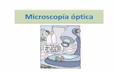 Microscopía optica 2017 - IIB-INTECH · -Láseres (para microscopia de confocal) Fuente de iluminación CUBO DE FILTROS DE ...