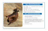 Bat 1 - Physical Characteristics - PWNET · Project EduBat - Working the Night Shift – Eastern U.S. Bat 2 - Physical Characteristics Bat 2 - Behavioral Characteristics Photo by