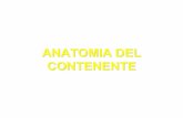 ANATOMIA DEL CONTENENTE - etsrm.it anatomia.pdf · ANATOMIA DEL CONTENENTE. CRANIO ... Malar emminance Of zygomatic bone Zygomatic process Of the temporal bone Zygomatic arch at site