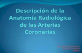 Servicio de Hemodinámia Hospital Centenario Rosariohemodinamiahpc.com.ar/download_carrera/rotantes/Anatomía... · 70% la dominancia corresponde a la CD ... coronaria sana que mantiene