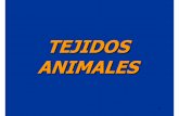 TEJIDOS ANIMALES - contenidosbio.pbworks.comcontenidosbio.pbworks.com/w/file/fetch/111619837/TejidosAnimales... · 6 INTESTINO DELGADO, DUODENO : Epitelio cilíndrico monoestratificado